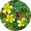 Tribulus