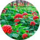 Ginseng